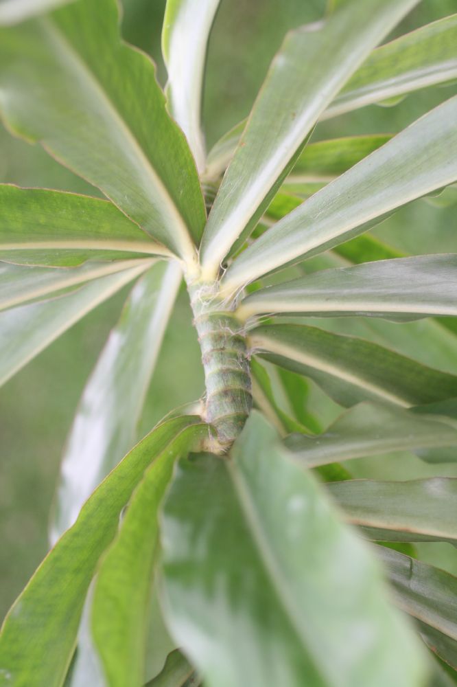 Costaceae Dimerocostus strobilaceus