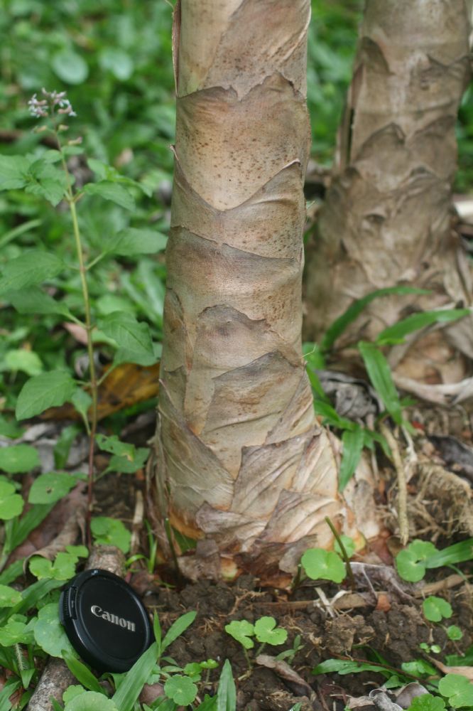 Costaceae Dimerocostus strobilaceus