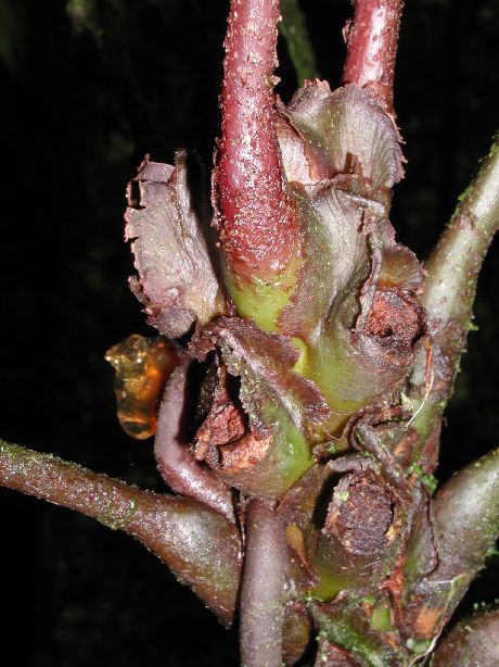 Marattiaceae Danaea arbuscula