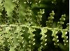 image of Dennstaedtiaceae cicutaria