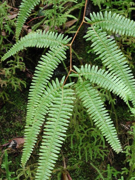 Gleicheniaceae Gleichenella pectinata