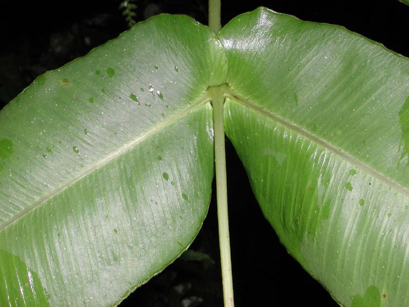 Diplaziopsidaceae Hemidictyum marginatum