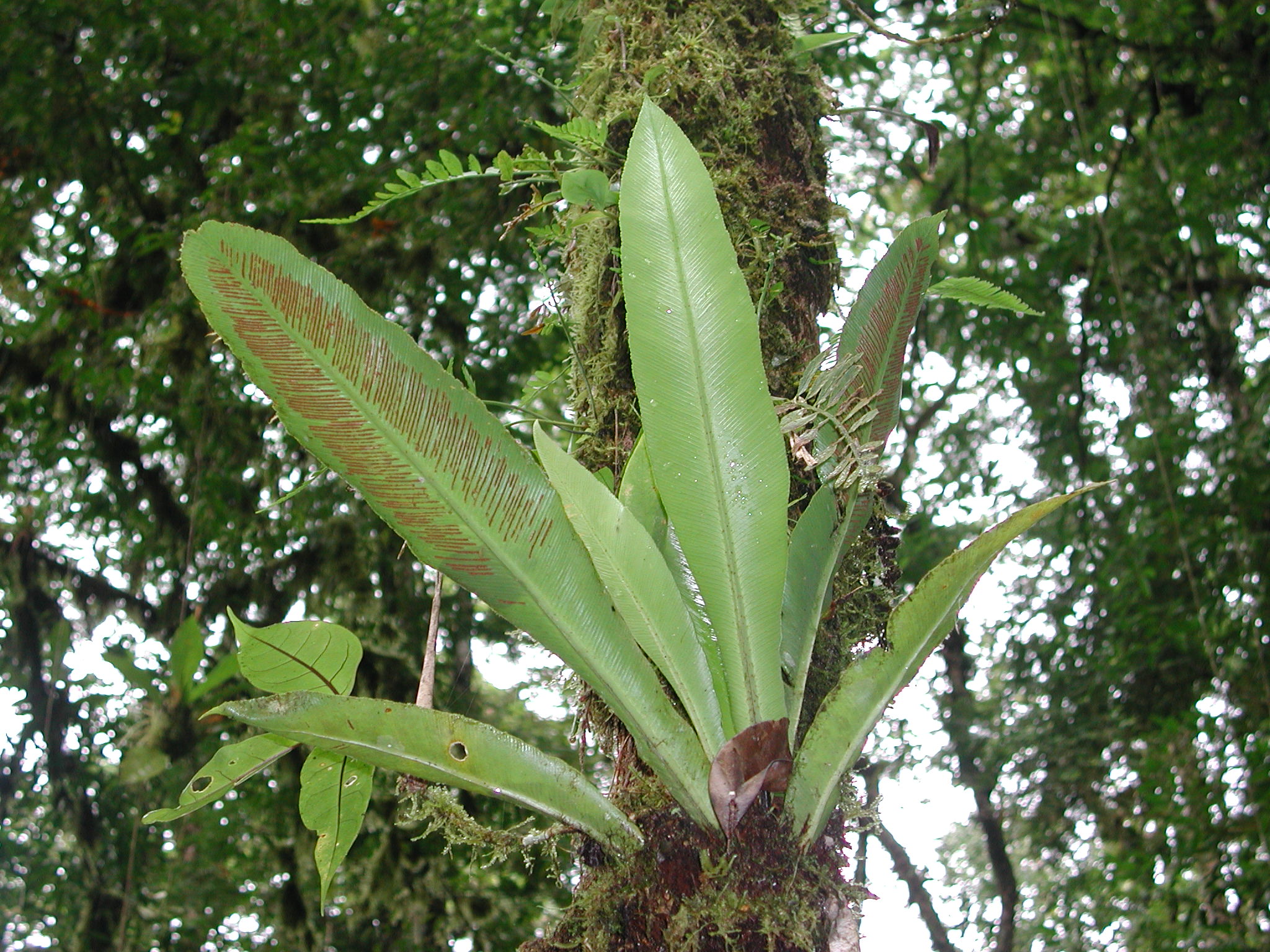 Aspleniaceae Asplenium serratum