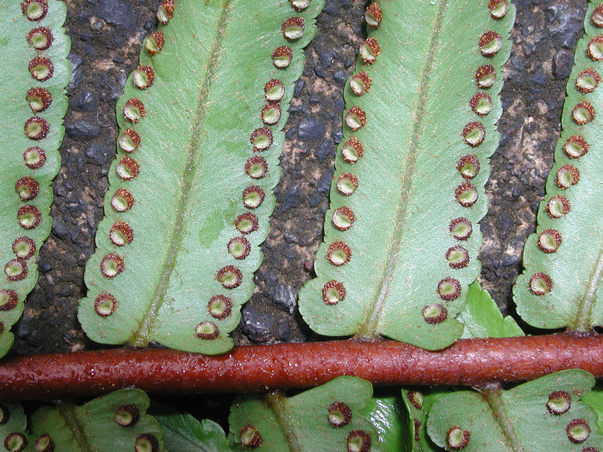 Nephrolepidaceae Nephrolepis brownii