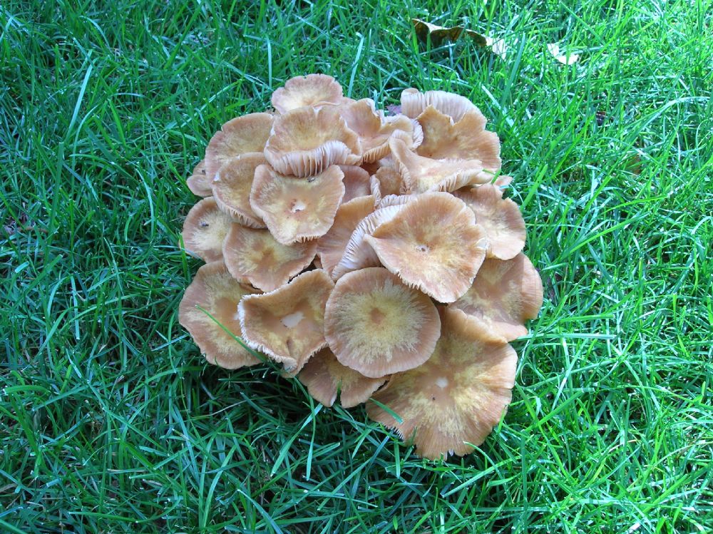 Physalacriaceae Armillaria 