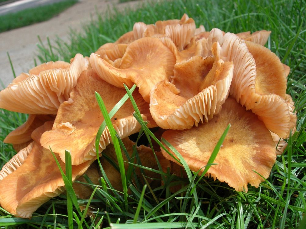 Physalacriaceae Armillaria 