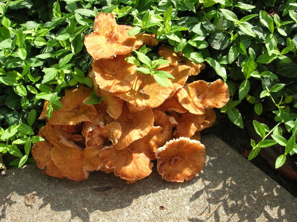 Physalacriaceae Armillaria 