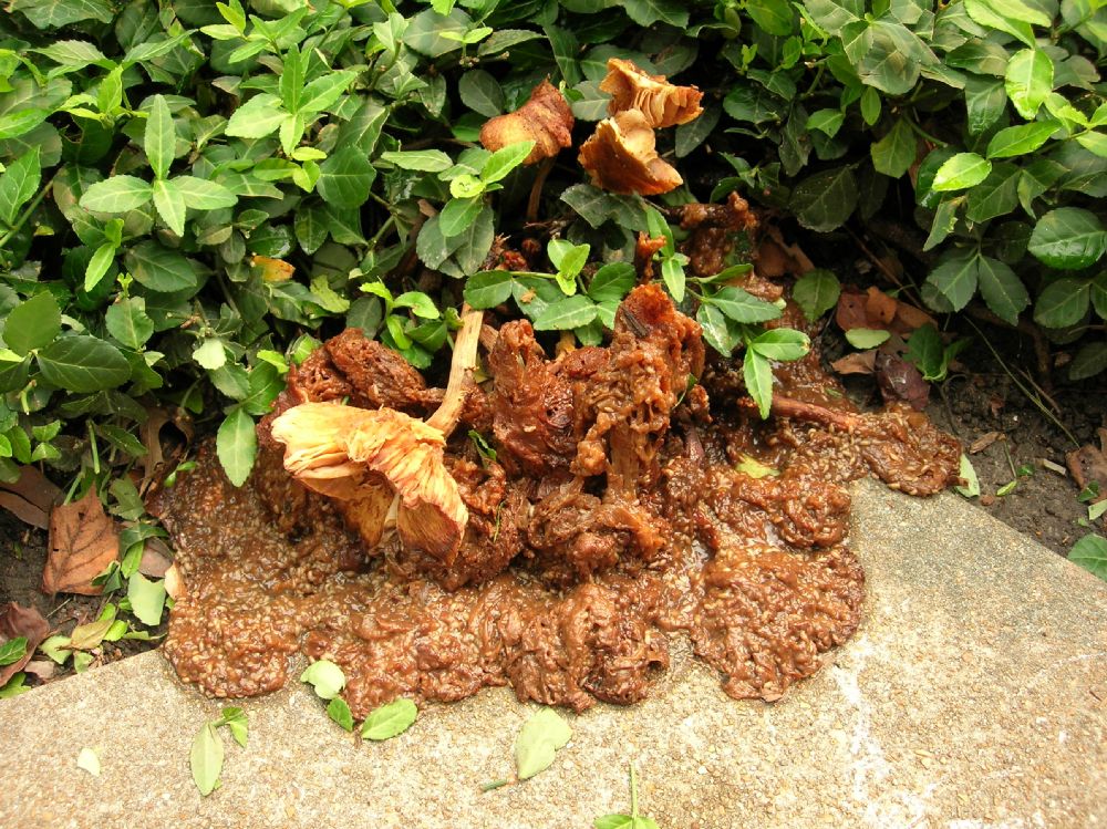 Physalacriaceae Armillaria 