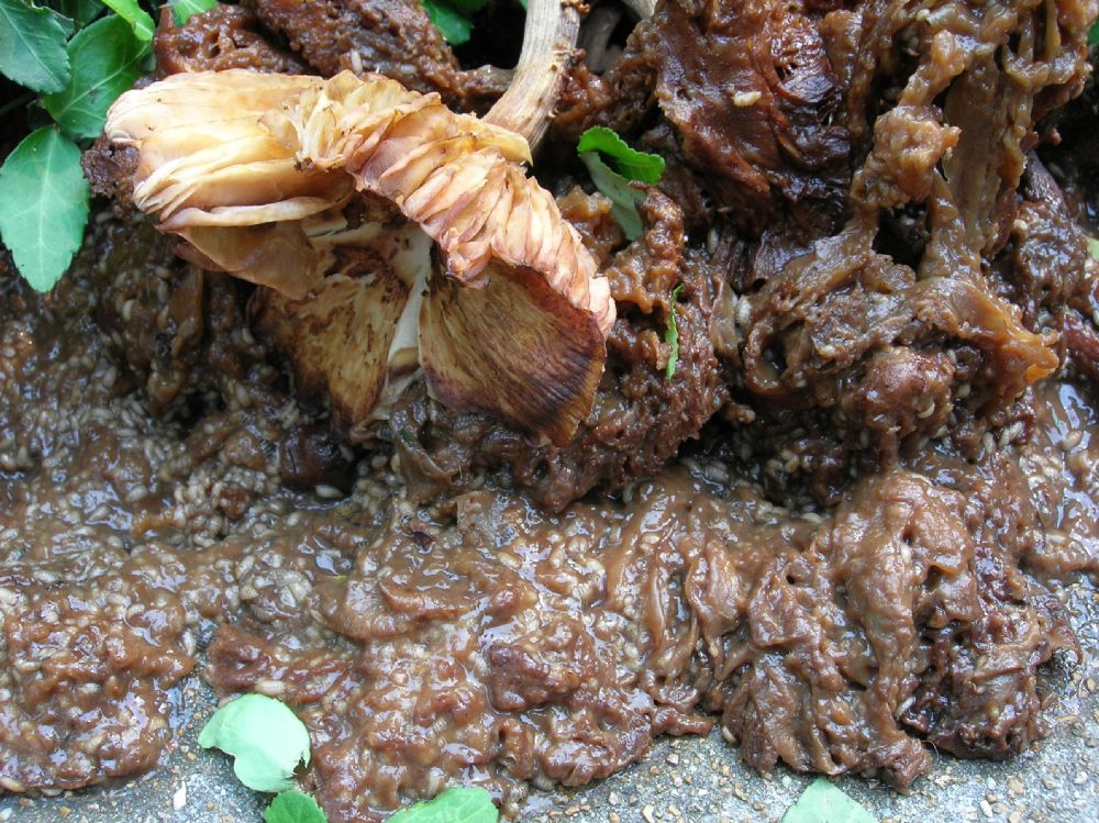 Physalacriaceae Armillaria 