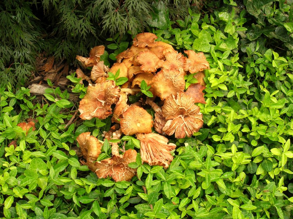 Physalacriaceae Armillaria 