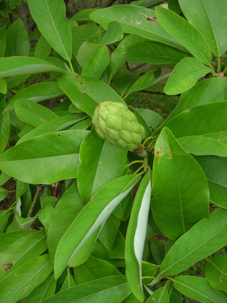 Magnoliaceae Magnolia virginiana