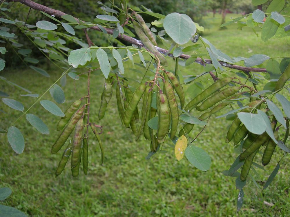 Fabaceae Robinia pseudoacacia