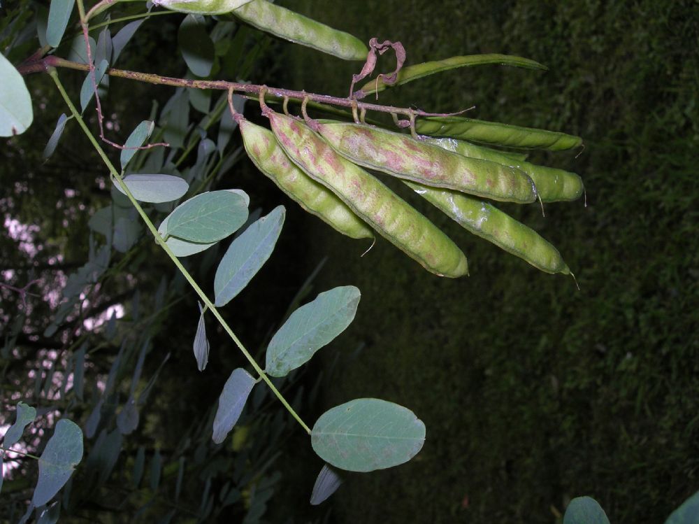 Fabaceae Robinia pseudoacaciia
