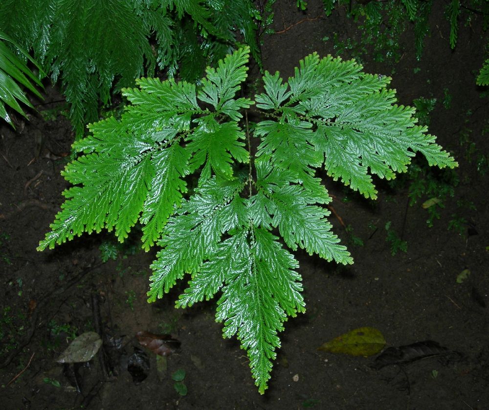 Selaginellaceae Selaginella haematodes