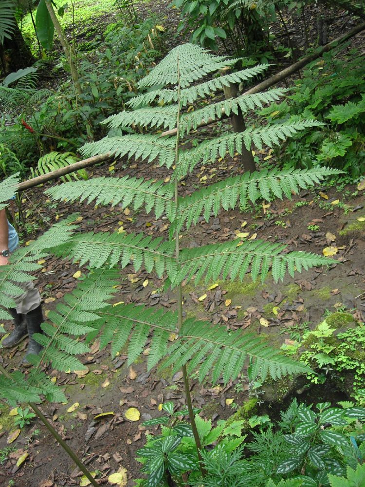 Dryopteridaceae Megalastrum palmense