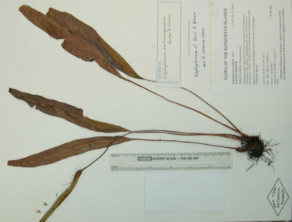 Dryopteridaceae Elaphoglossum austromarquesense
