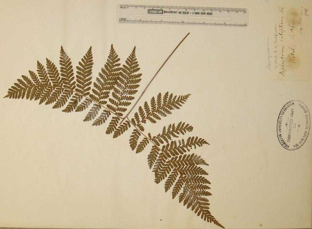 Dryopteridaceae Megalastrum lanuginosum