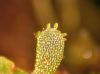 image of Hymenophyllum sp one