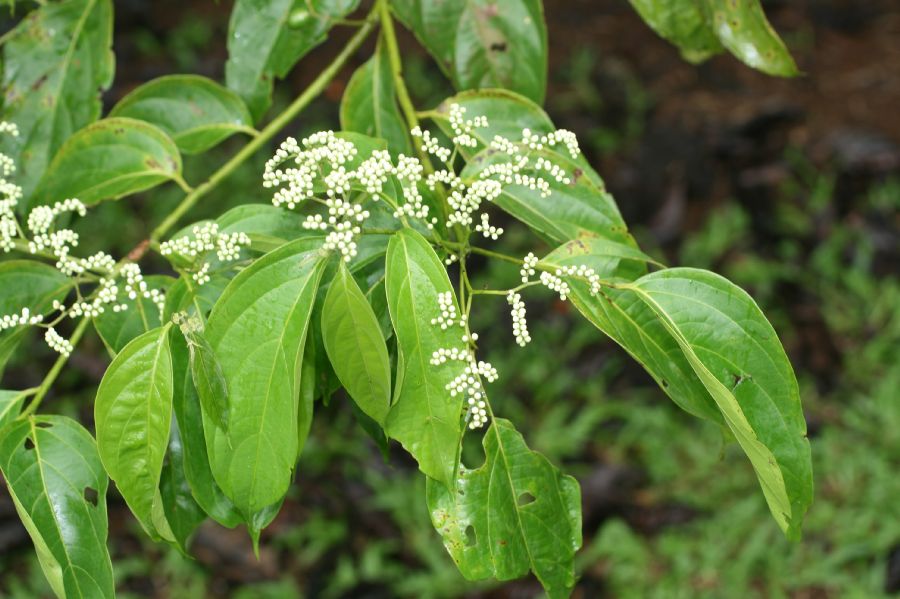 Cordiaceae Cordia lucidula
