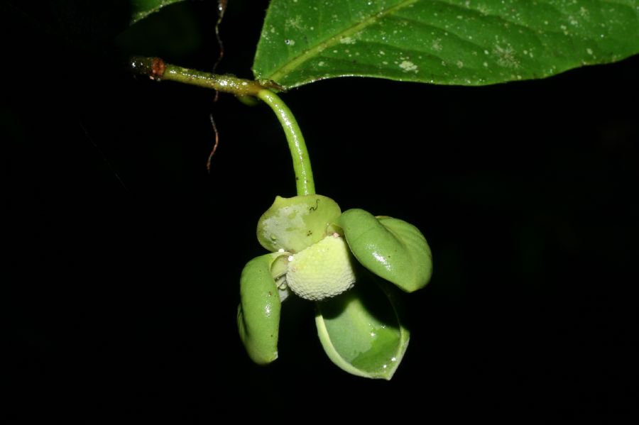 Annonaceae Cymbopetalum costaricense