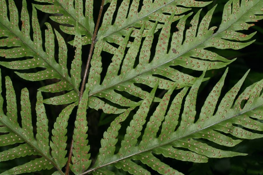 Tectariaceae Tectaria acutiloba