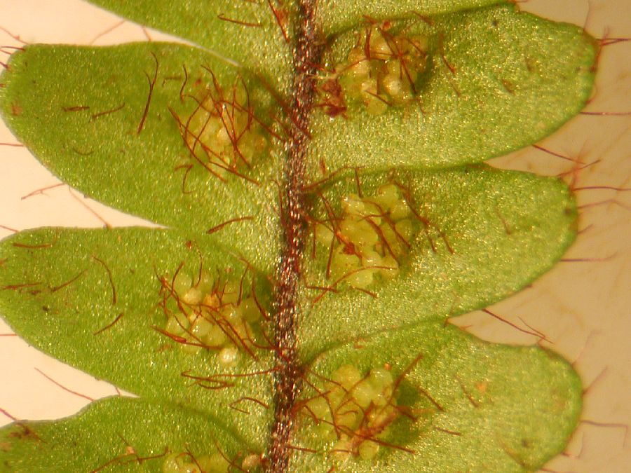 Grammitidaceae Moranopteris taenifolia