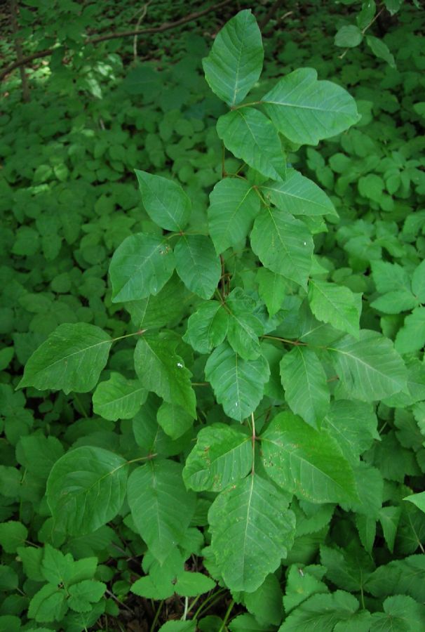 Anacardiaceae Rhus radicans