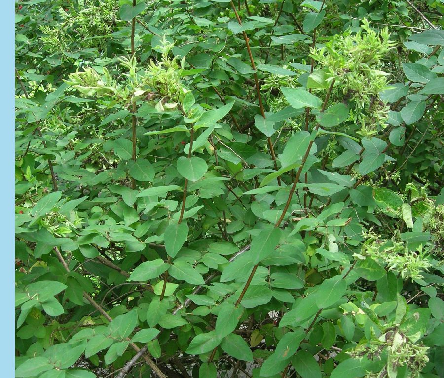 Caprifoliaceae Lonicera 