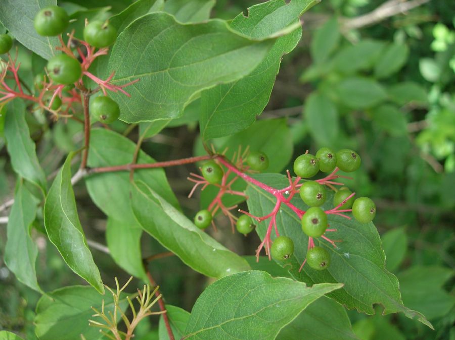 Cornaceae Cornus racemosa