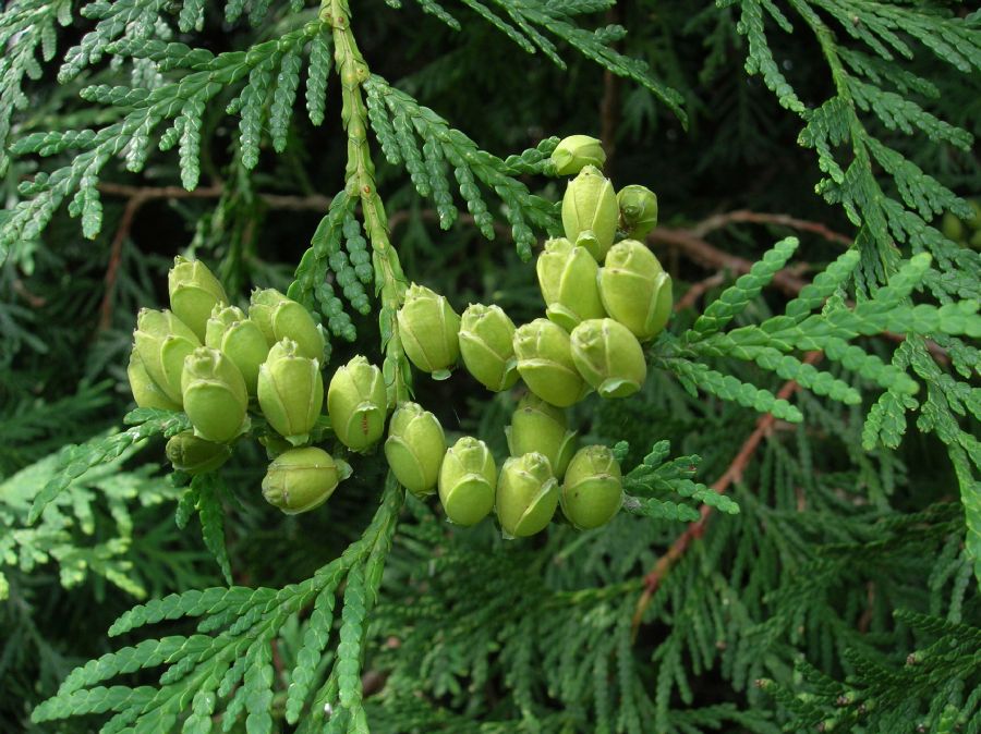Cupressaceae Thuja occidentalis