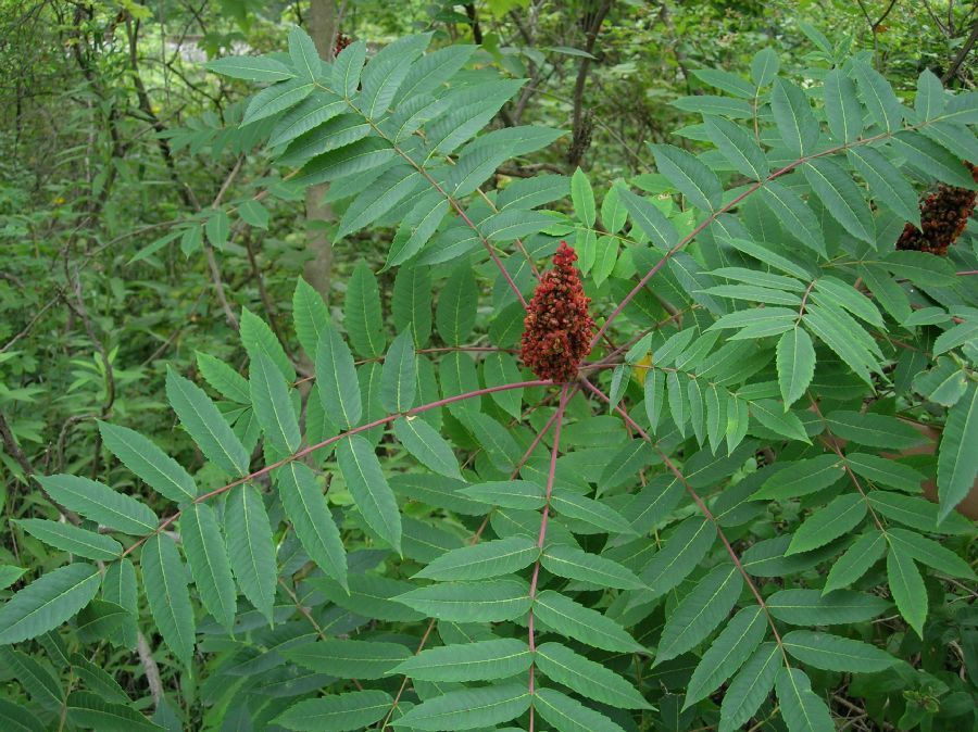 Anacardiaceae Rhus glabra