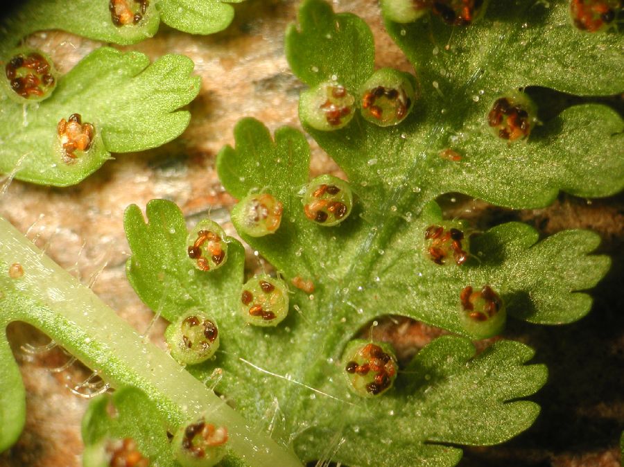 Dennstaedtiaceae Dennstaedtia punctilobula