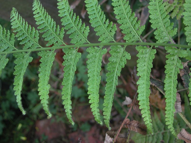 Dennstaedtiaceae Microlepia strigosa