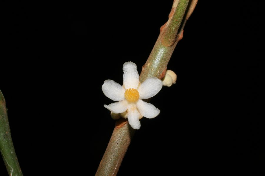 Kiggelariaceae Carpotroche platyptera
