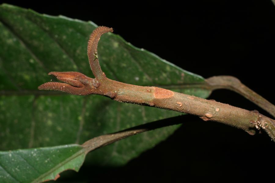 Kiggelariaceae Carpotroche platyptera