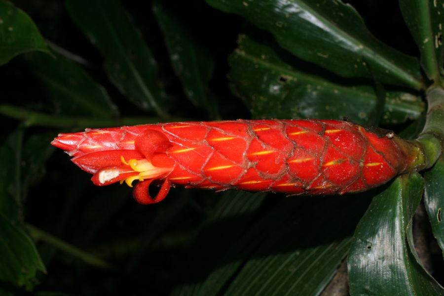 Costaceae Costus pulverulentus