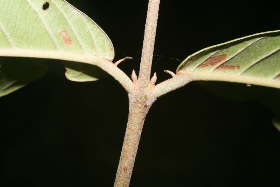 Malpighiaceae Hiraea fagifolia