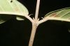 image of Hiraea fagifolia
