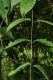 image of Odontadenia macrantha
