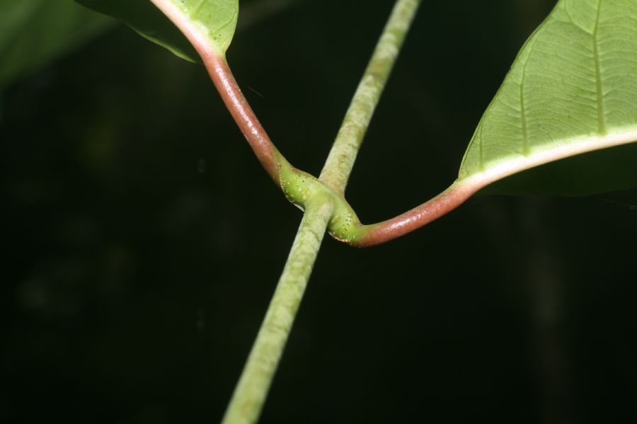 Apocynaceae Odontadenia macrantha
