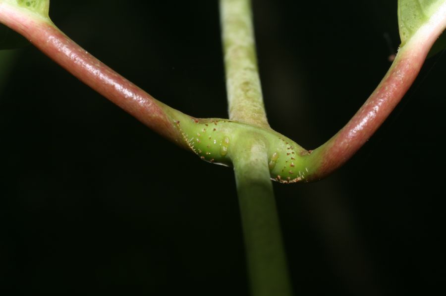Apocynaceae Odontadenia macrantha