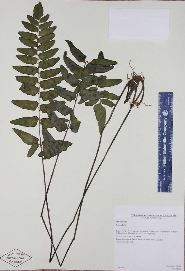 Pteridaceae Adiantum lucidum