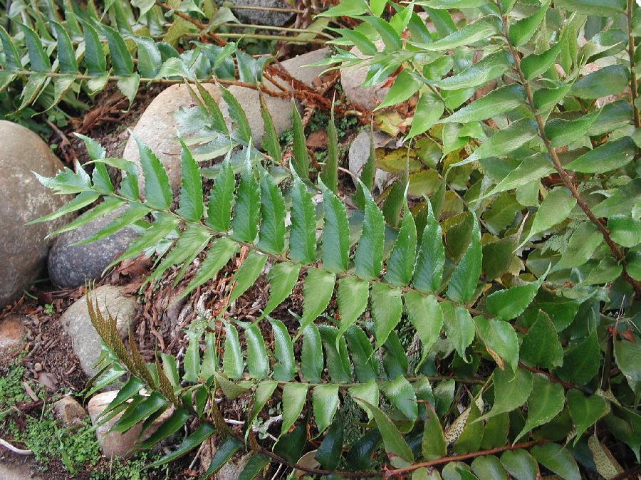 Dryopteridaceae Cyrtomium falcatum