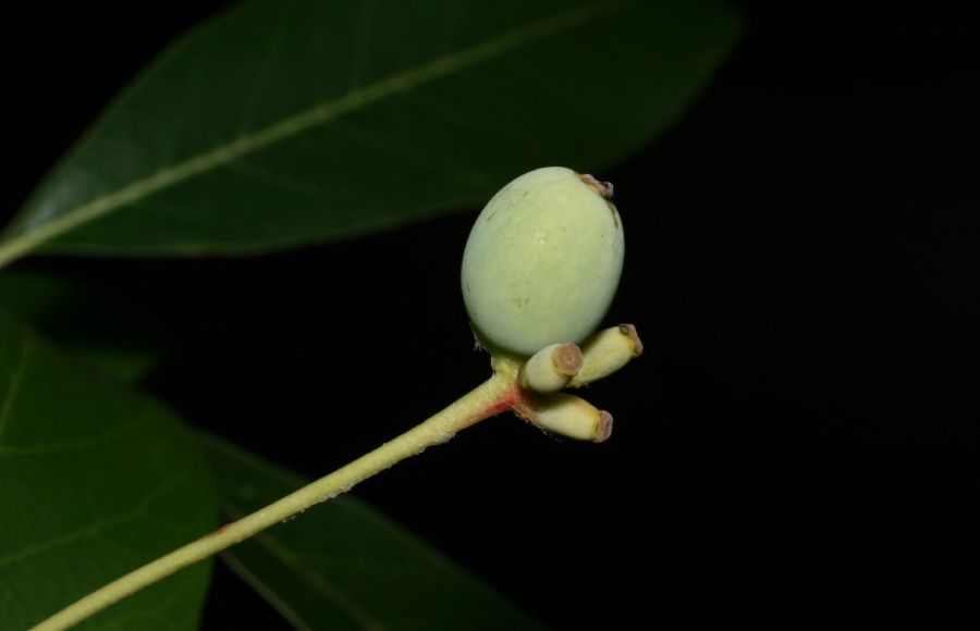 Nyssaceae Nyssa sylvatica