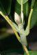 image of Magnolia virginiana