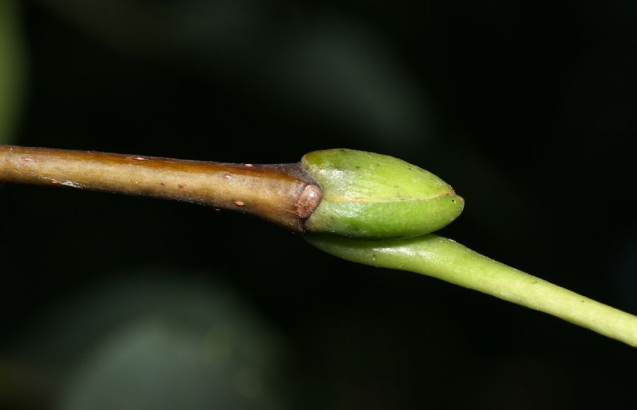 Tiliaceae Tilia americana