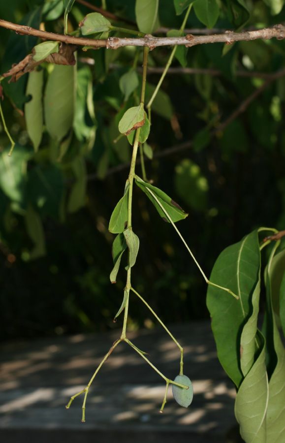 Oleaceae Chionanthus virginicus