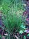 image of Equisetum scirpoides