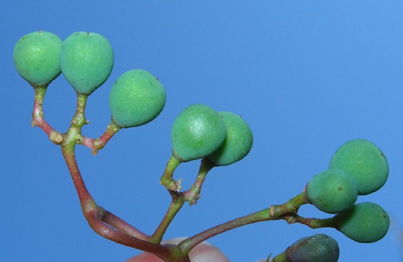 Vitaceae Parthenocissus quinquefolius