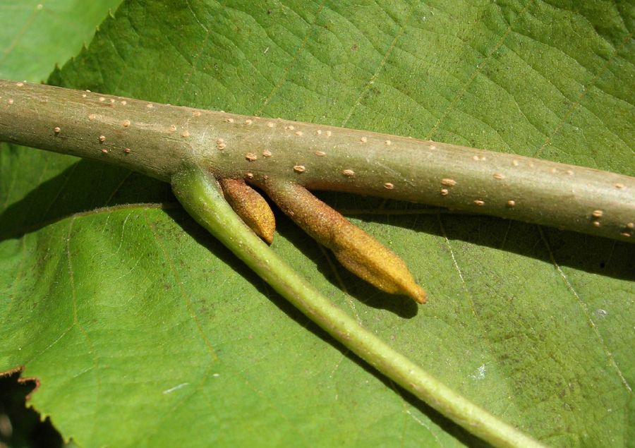 Juglandaceae Carya cordiformis